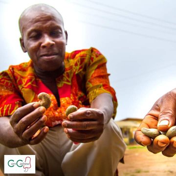 CovidFoodFuture's tweet photo. #Anacarde #Benin : L’offre est abondante sur le marché, en dépit de l’incertitude de la campagne, #Covid19. Les producteurs conservent leurs noix espérant que la situation s’améliorera. Une légère hausse des #prix comparée à la semaine écoulée.
#fenapab @gouvbenin @josherbert25 https://t.co/e4Z2JntkwP