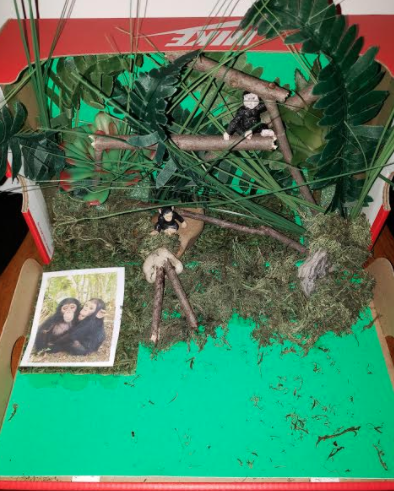MsSokolowskiIn5's tweet photo. Students finished their Animal Research Projects and dioramas! Tomorrow they will share what they learned about their animals, virtually! These show the habitats of a chimpanzee, a stink bug, a scorpion, and a cheetah! @LongfieldsTAG https://t.co/XaH66de2uu