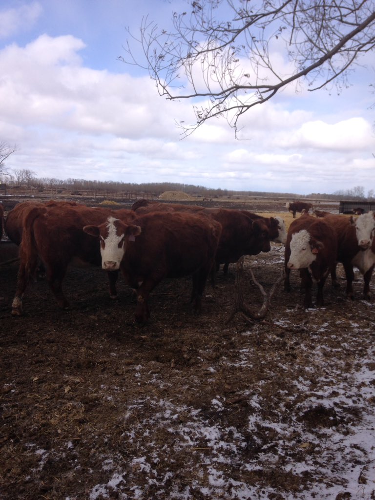 FGP Cattle tweet media