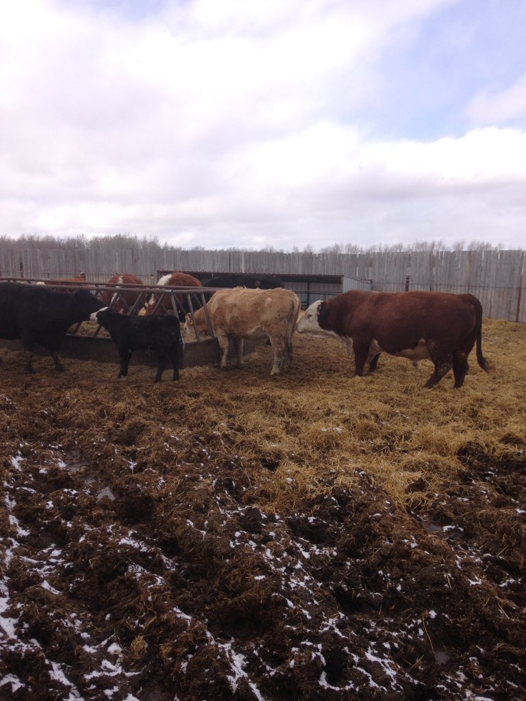 FGP Cattle tweet media