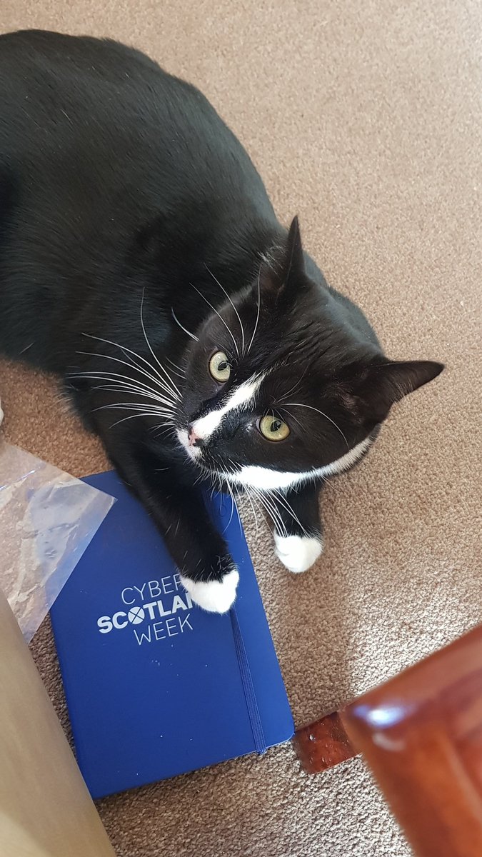 resscvo's tweet image. Definitely a cat of #cyberscotweek2020 

@UnicornSpark