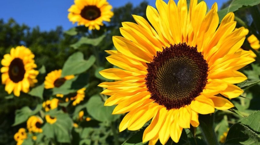 Junki as sunflower (向日葵 himawari)“Radiance”