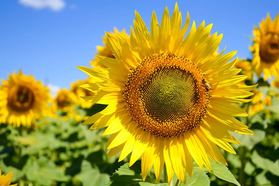 Junki as sunflower (向日葵 himawari)“Radiance”