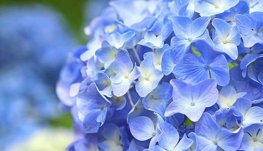 Sukai as hydrangea (紫陽花 ajisai)“Patience”