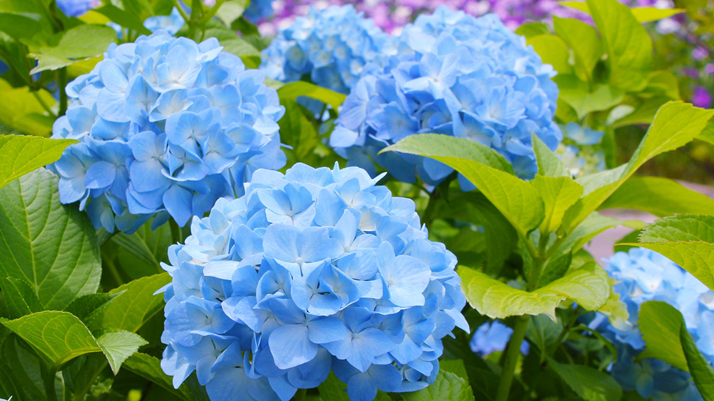 Sukai as hydrangea (紫陽花 ajisai)“Patience”