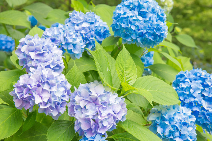 Sukai as hydrangea (紫陽花 ajisai)“Patience”