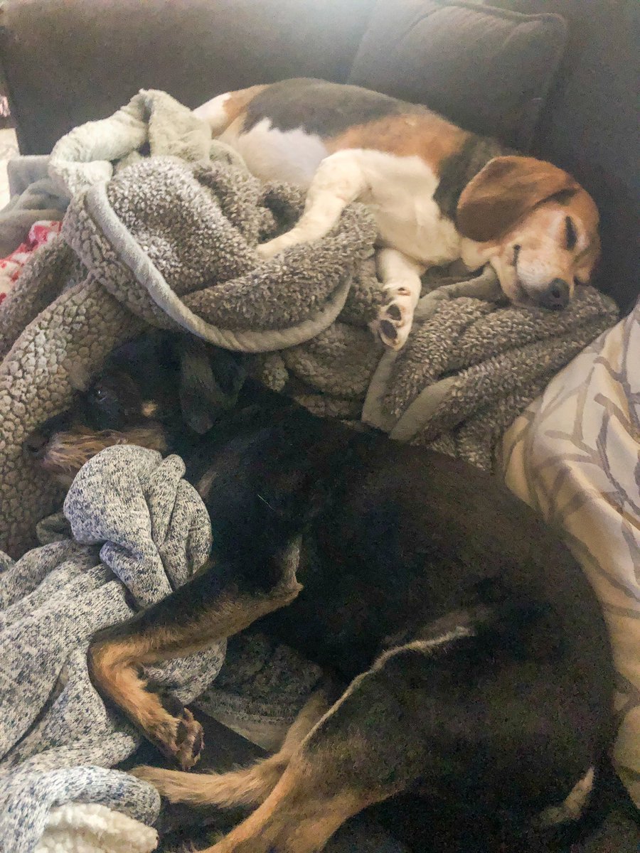 I know dogs are winning quarantine life, but I also have 400 new pictures of my dogs over the past 5 weeks... so, who’s the real winner here?