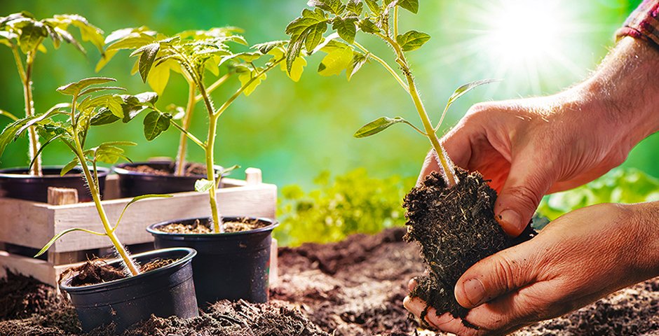 closeup of hands planting in the garden