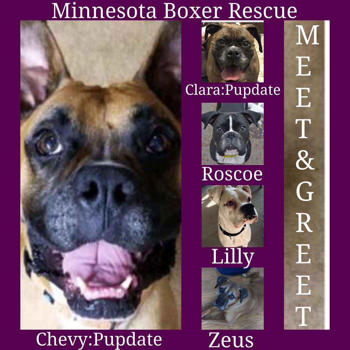MNBoxerRescue's tweet photo. 🚨Big news🚨 MNBR is going to host our very first online Meet &amp; Greet this Sunday, April 19th!Our placement team is still finalizing the details but the plan is 1PM &amp; we will have 3 fosters in virtual attendance along with pupdates on a couple others! Full post tonight w/link! https://t.co/zz2AFWSTRp