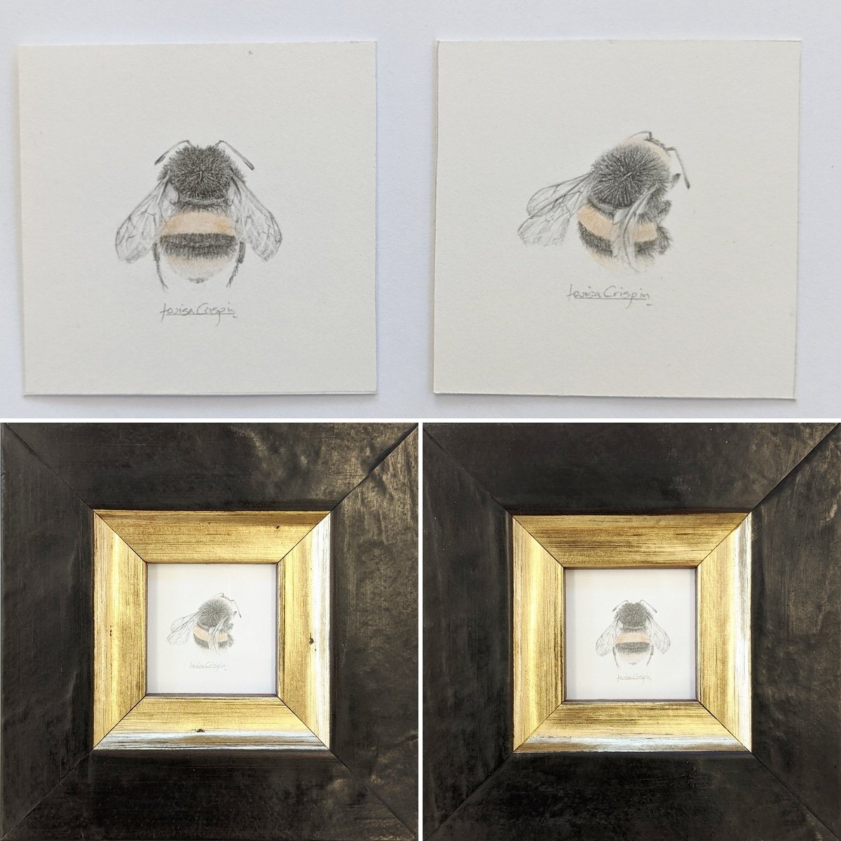 Louisa_Crispin's tweet photo. Working on new Bumblebee designs ready for a commission
.
#drawing #drawingbees #bufftailedbumblebee #bumblebee #bombusterrestris #workinprogress #worksonpaper #dailypractice #dailybee #dailydraw #beestudy #drawingnature #natureartist #naturestudies https://t.co/DFgVkvEr2L
