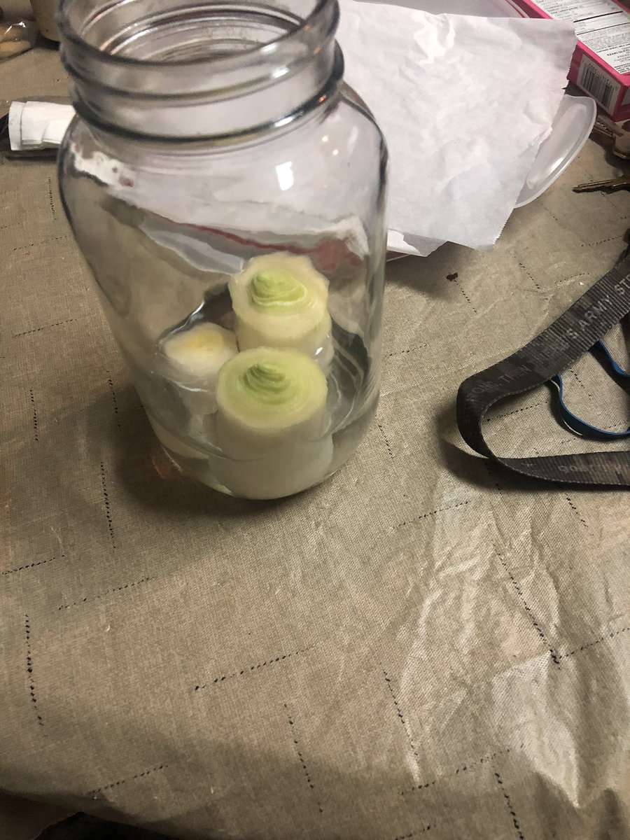 Rosalin60759959's tweet photo. Science. These are the part of the leeks that weren’t used yesterday.  My daughter just put them in water because she wanted grow more.
#smithleopards #integrita https://t.co/wegpMnsxal