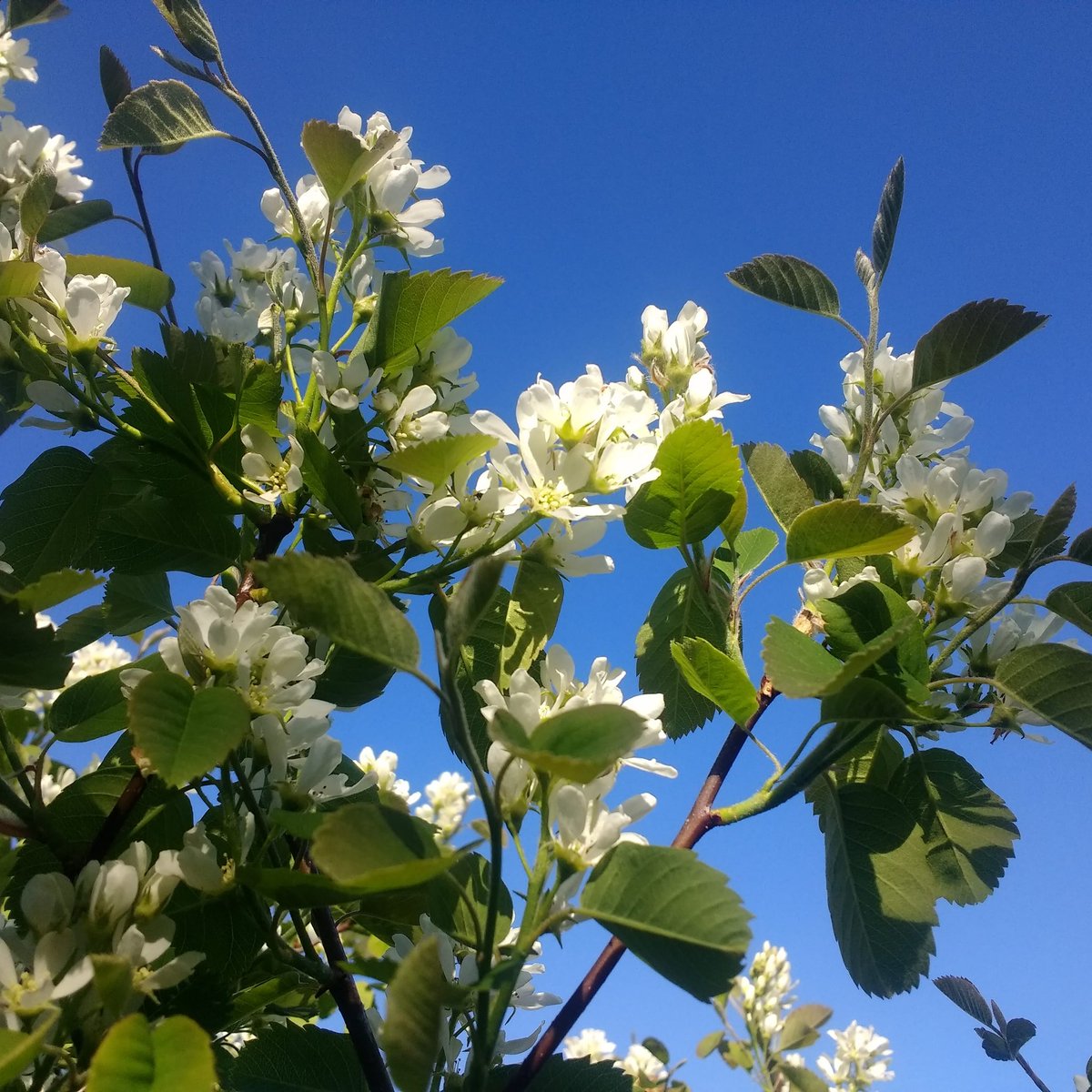 Our gorgeous Juneberries in flower today. Potted trees are still available from our webshop if you're looking for a project this summer!
#WorcestershireHour #juneberrygin #bypost