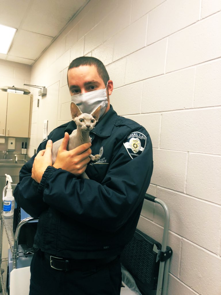 HSPPR's tweet photo. Is #hairlesscatwednesday a thing? Officer Karwoski says hello from Douglas County! #HSPPR #AnimalControlOfficerAppreciationWeek https://t.co/hWRiDxsClT