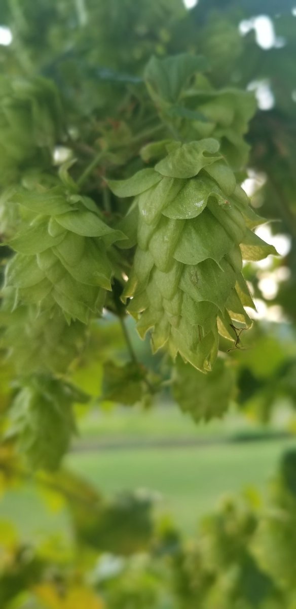 WildernessHops's tweet photo. What variety of #hops are you spending your stimulus check on? 

 #Stimuluscheck https://t.co/gQ57ScJmGI
