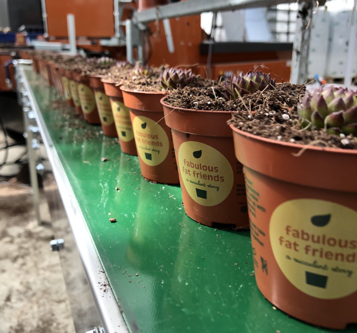 * NEW TOYS *1/2
‍This week our automation partner #degramec installed a new Javo+  potting machine. So exciting for our TEAM 🤟 
#fabulousfatfriends #outdoorsucculents #fatplantsforgoodfriends #slowgrownplants #growwithnature #grownwithnatur