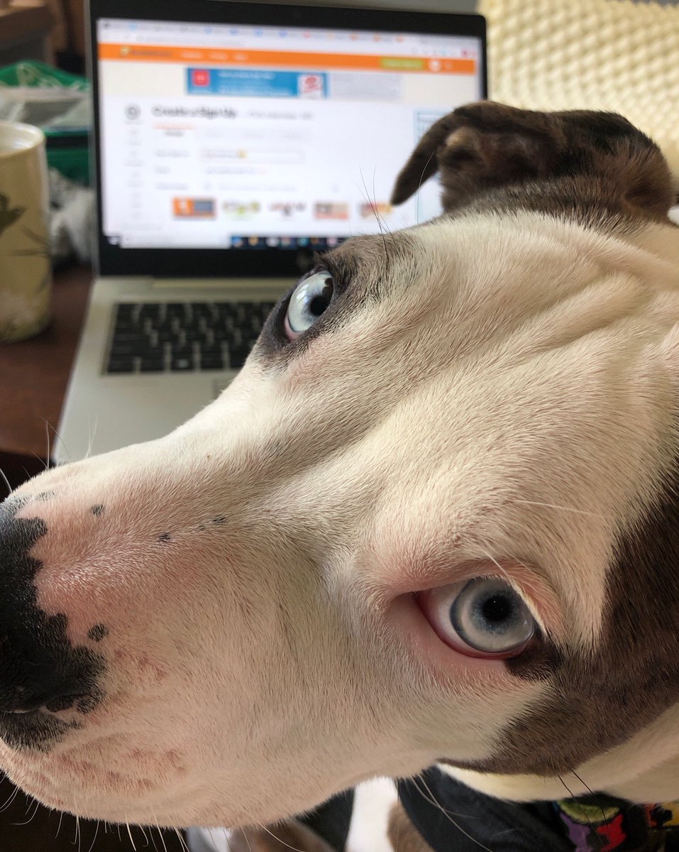 PvaBates's tweet photo. Ms. Miller’s new office mate needs to learn some boundaries. 🐕 🐶 💻 https://t.co/skJWX8uJr0