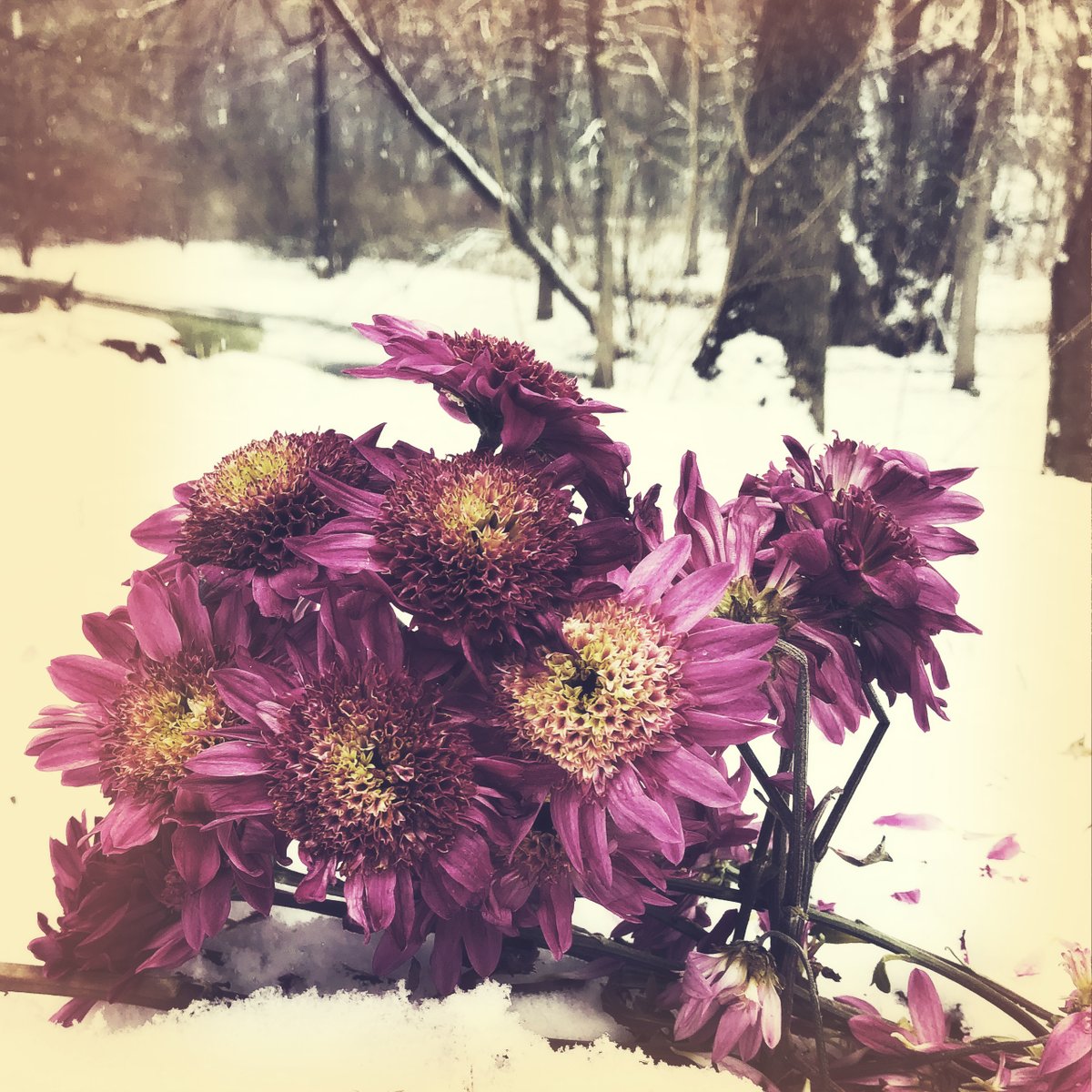 FOR YOU THE MOON tweet media