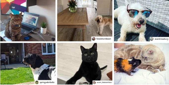 AvantHomes's tweet photo. Weβre sending a big WE LOVE YOU to all the pooches, kitties, guinea pigs, lizards and #AvantPets who hold a special place in our hearts. π»π°πΆ This #NationalPetMonth theyβre all getting the greatest gift of all β having their parents home all day, every day. π
https://t.co/Qhr3DubLpt