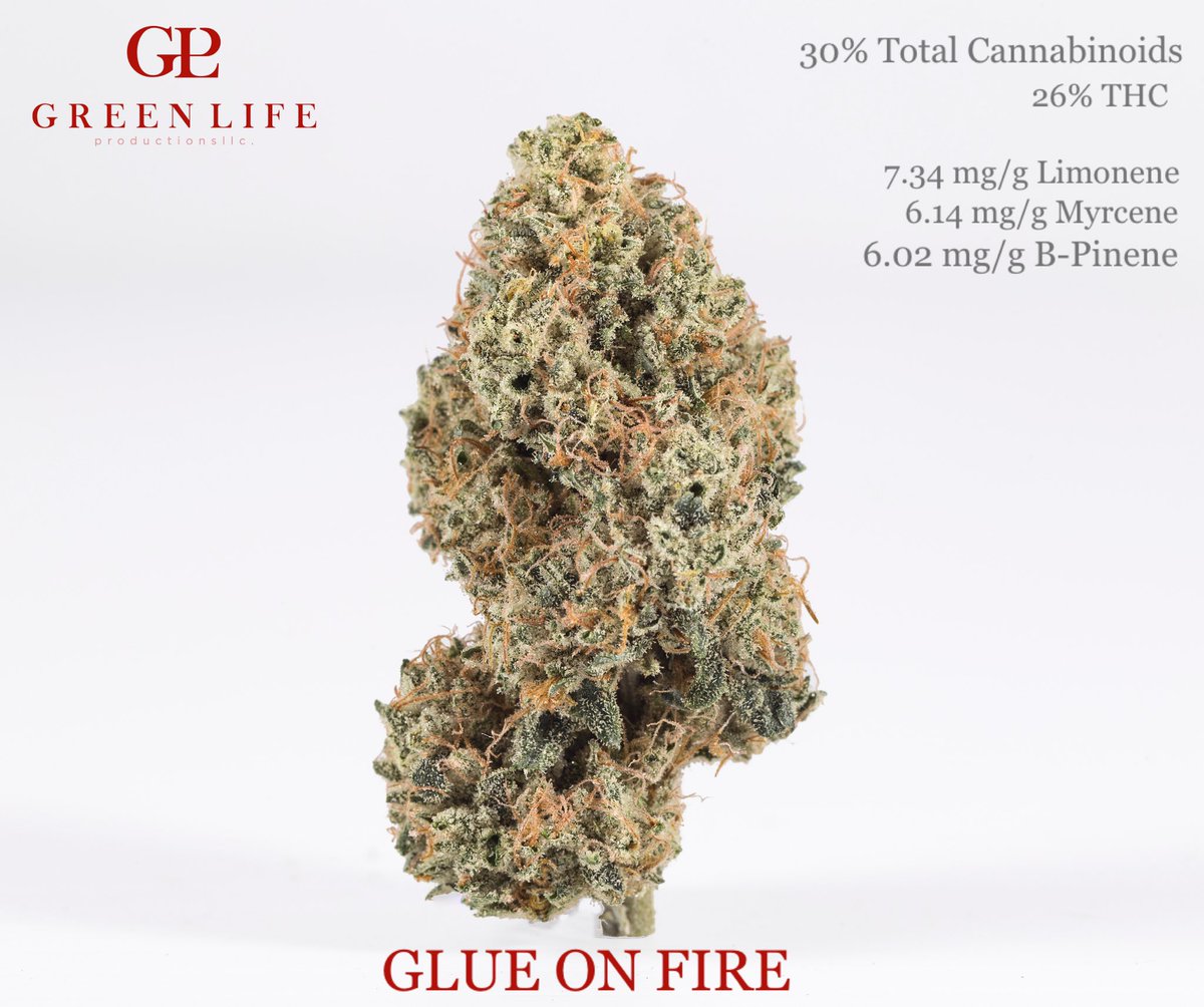 GLPNV's tweet photo. She’s back in rotation and we’ve sold her out 🤤 #GLUEONFIRE  dropping this week stay tuned ✌️ #20thcycle 📸 @joshwills  #askforGLP #dontsettle #glp #greenlifeproductions https://t.co/uO8YuKrd0C