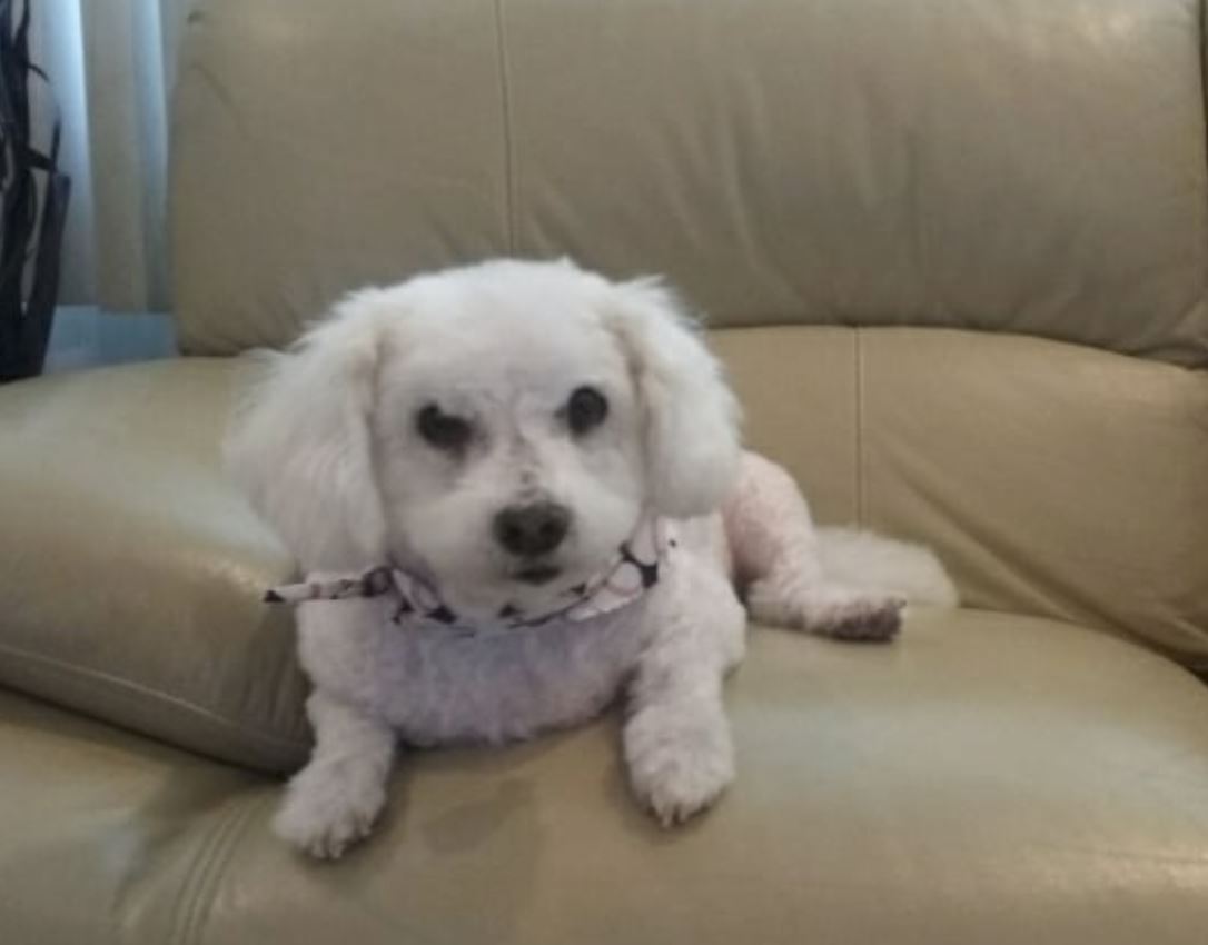TurfMutt's tweet photo. Congratulations to Rachal and her dog, Toby. They live in Chicago and our TurfMutt Tuesday winners! Their prize pack will be sent when our office reopens! Join us next week for #TurfMuttTuesday. #BackyardNotCancelled https://t.co/VlHjFeDSMy