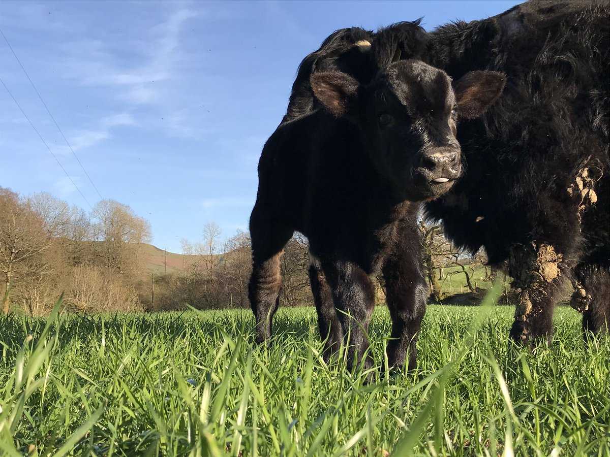 rhi3d's tweet photo. Well someone’s enjoying the sun! #welshblackcattle Mae rhywun yn falch o fod allan yn yr haul heno #gwarthegduoncymreig https://t.co/coVR47B46U