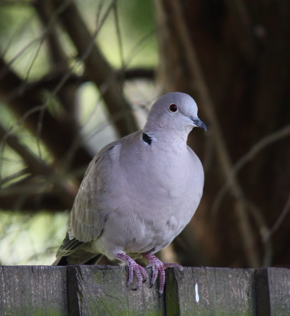 TribalB37 (@b37tribal) on Twitter photo Dusted off my camera and did a bit of a back garden photo shoot ,it passed the time while in lockdown .<a href="/crackedbrummie/">Sam</a> <a href="/jrobbo63/">Jim Robbo</a> <a href="/ladywalk_nr/">Ladywalk NR</a> <a href="/MarkCottingha16/">Mark Cottingham</a> <a href="/HelenGorski10/">Helen Gorski</a> <a href="/RingersWm/">West Midlands Ringing Group</a> <a href="/wizz15/">kevin whiston</a> Dusted off my camera and did a bit of a back garden photo shoot ,it passed the time while in lockdown .<a href="/crackedbrummie/">Sam</a> <a href="/jrobbo63/">Jim Robbo</a> <a href="/ladywalk_nr/">Ladywalk NR</a> <a href="/MarkCottingha16/">Mark Cottingham</a> <a href="/HelenGorski10/">Helen Gorski</a> <a href="/RingersWm/">West Midlands Ringing Group</a> <a href="/wizz15/">kevin whiston</a>