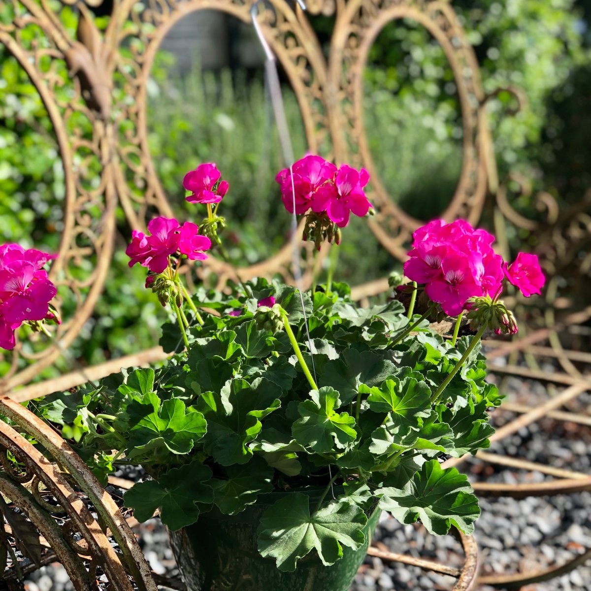 Sharing this beautiful pink geranium hanging basket with you today! We are already half way through the week, can you believe it?

Share your beauties with me 🤩
#garden #gardening #GardenersWorld #gardeningisnotcancelled