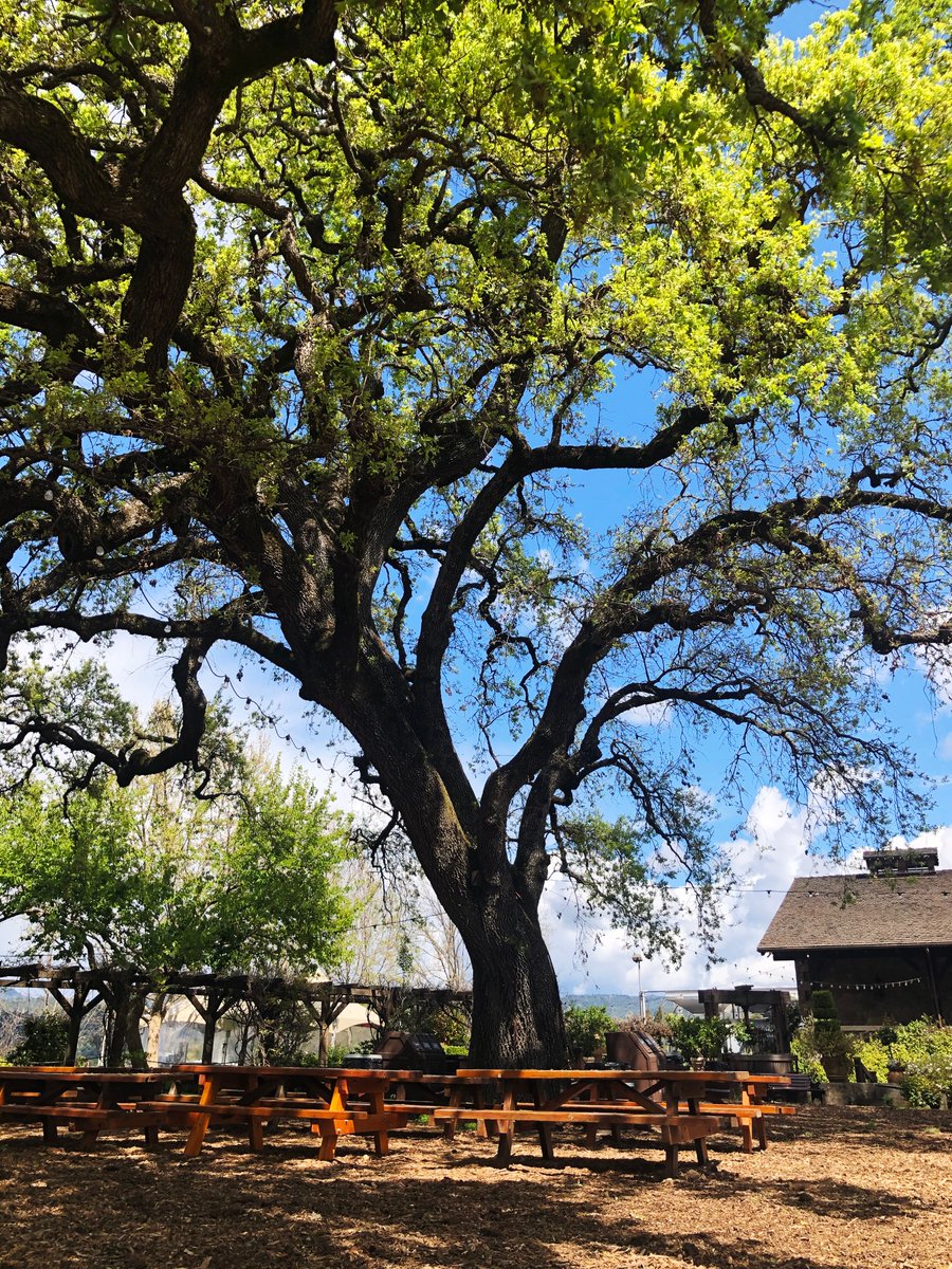 All is quiet at the winery and we're taking this time to be grateful for all the connections made at V. Sattui winery and through our wines. Share your favorite memories of V. Sattui with us! Before you know it, you'll be back here. ❤️🍷 bit.ly/2xQXfM4 #vsattuiwine #vsw