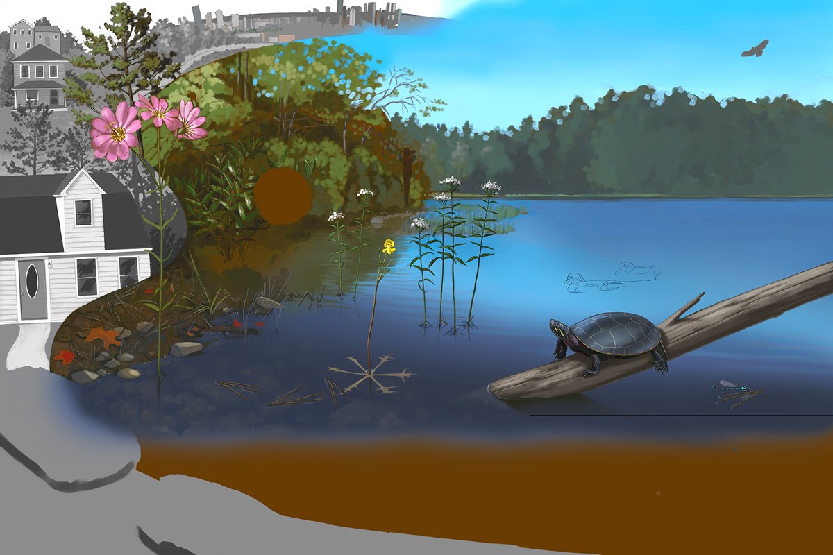 4wildplaces's tweet photo. We love @kellyfinan's artwork of #MuddyPond! Her #art shows the #endemic and native #wildlife of this globally rare #ecosystem, and will welcome visitors to the Preserve this summer on kiosks at two entrances. Learn more at: https://t.co/2qokCDJt2S
#kingstonMA #wildlifewednesday https://t.co/Li7bb4BGb5
