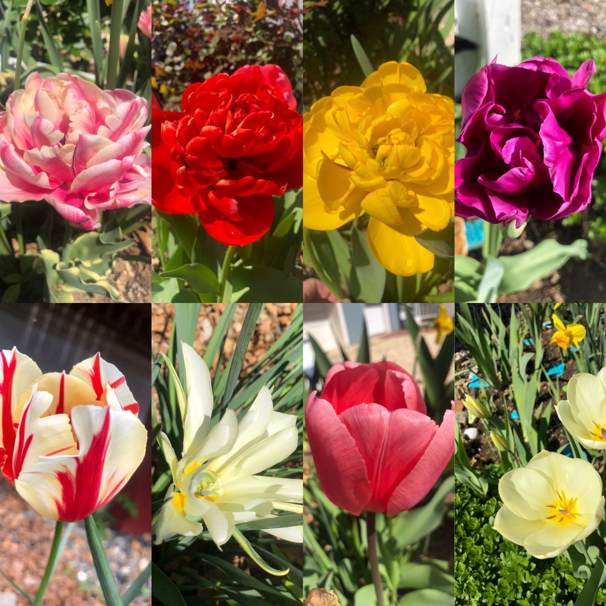MikeHeter's tweet image. My #tulips are #flourishing and keeping me very pleasant company during my #socialdistancing efforts. I hope you are all well. #hetersgarden #newjersey #springgarden