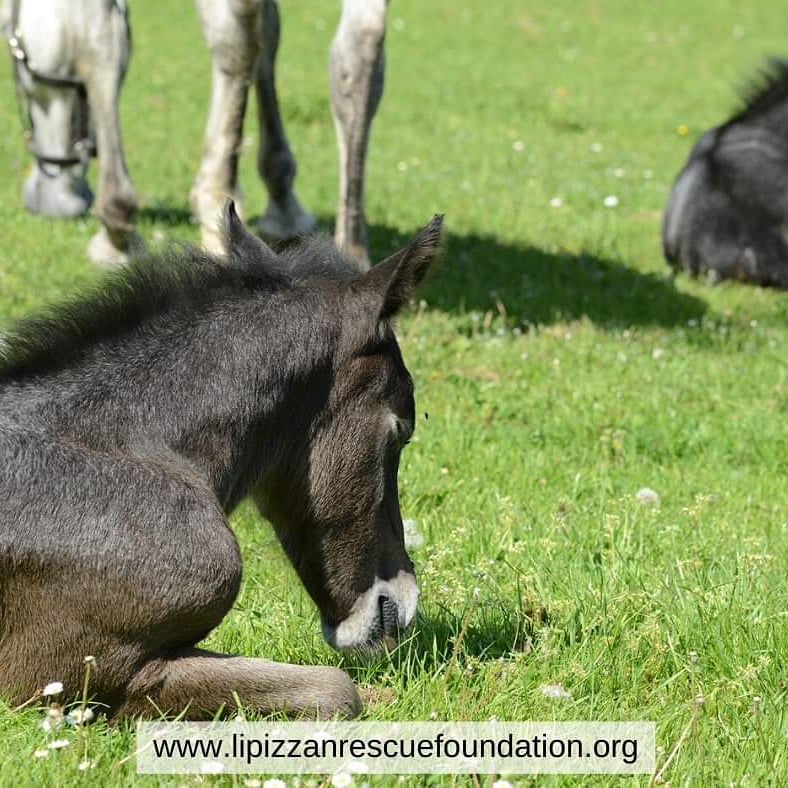 One of life's sweetest sights is a spring foal in a pasture.  

--especially when he is as cute as this one!

#lipizzan #lipizzaner #lipizzans #foals #cutehorses #napping #springbabies #horsesofinsta #horsesofinstagram #prettyhorses