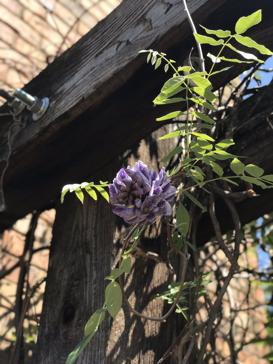 DanielleDenard's tweet photo. On a nature hunt with my stepson and we don’t have to go far to see beauty in the nature around us! #texasspringtime #CISDTogetherAtHome https://t.co/VtsvDwDqZw