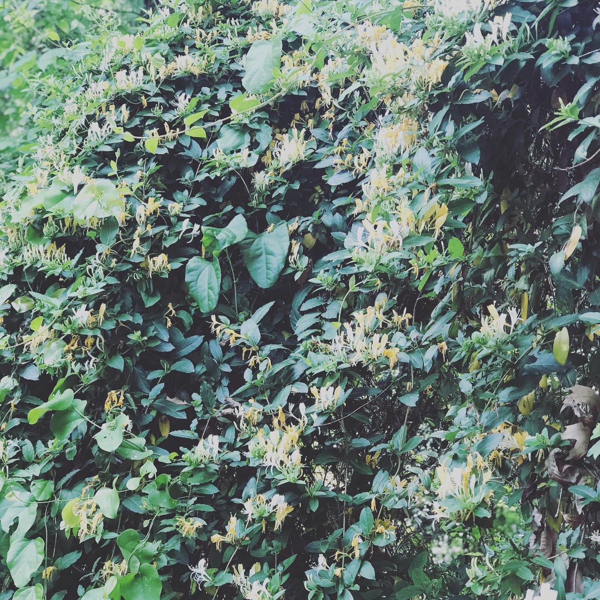 DanielleDenard's tweet photo. On a nature hunt with my stepson and we don’t have to go far to see beauty in the nature around us! #texasspringtime #CISDTogetherAtHome https://t.co/VtsvDwDqZw