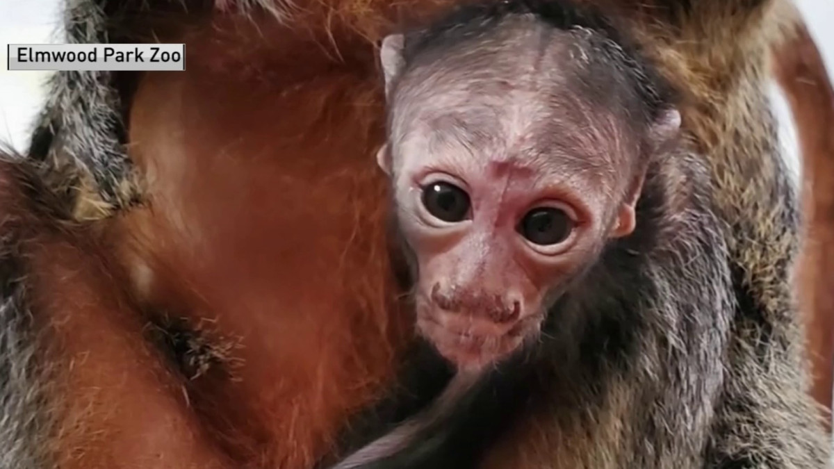 WATCH: Cuteness alert care of the #MontcoPA's <a href="/ElmwoodParkZoo/">Elmwood Park Zoo</a>! on.nbc10.com/MIPN9BS