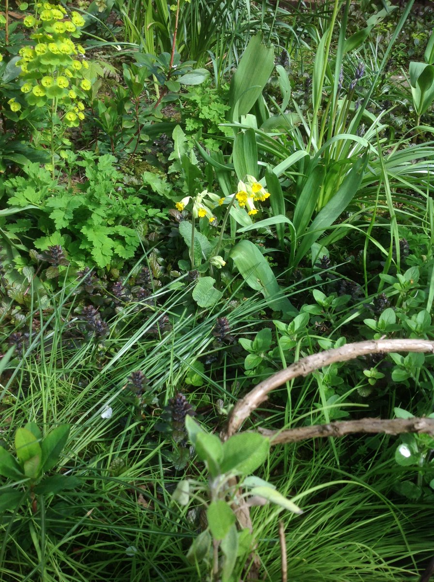 We have four fully flowering cowslips in Undercherry, that first one a right big beauty.