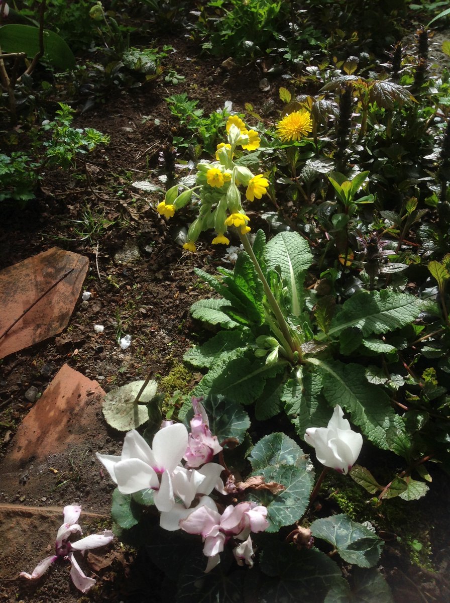 We have four fully flowering cowslips in Undercherry, that first one a right big beauty.