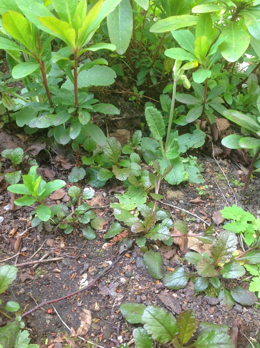 A big and a smol in Tupsbeard Knot in that first pic. Look back and to the left for the smol. And if you look right to the back, slightly to the right of the big, you might just make the one hiding among the euphorbia.