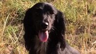bs2510's tweet photo. SANDY #SpanielHour

#Missing 20 Dec 2019 Great #Livermere #Ampton Estate #Suffolk #EastAnglia IP31

Female Black Older Adult Cocker Spaniel Microchipped

Stolen from secure kennels with 4 other Working #Cocker's  Investigating Force #Suffolk Constabulary

https://t.co/tmka6Ok3tG https://t.co/mcV7e0P8cn