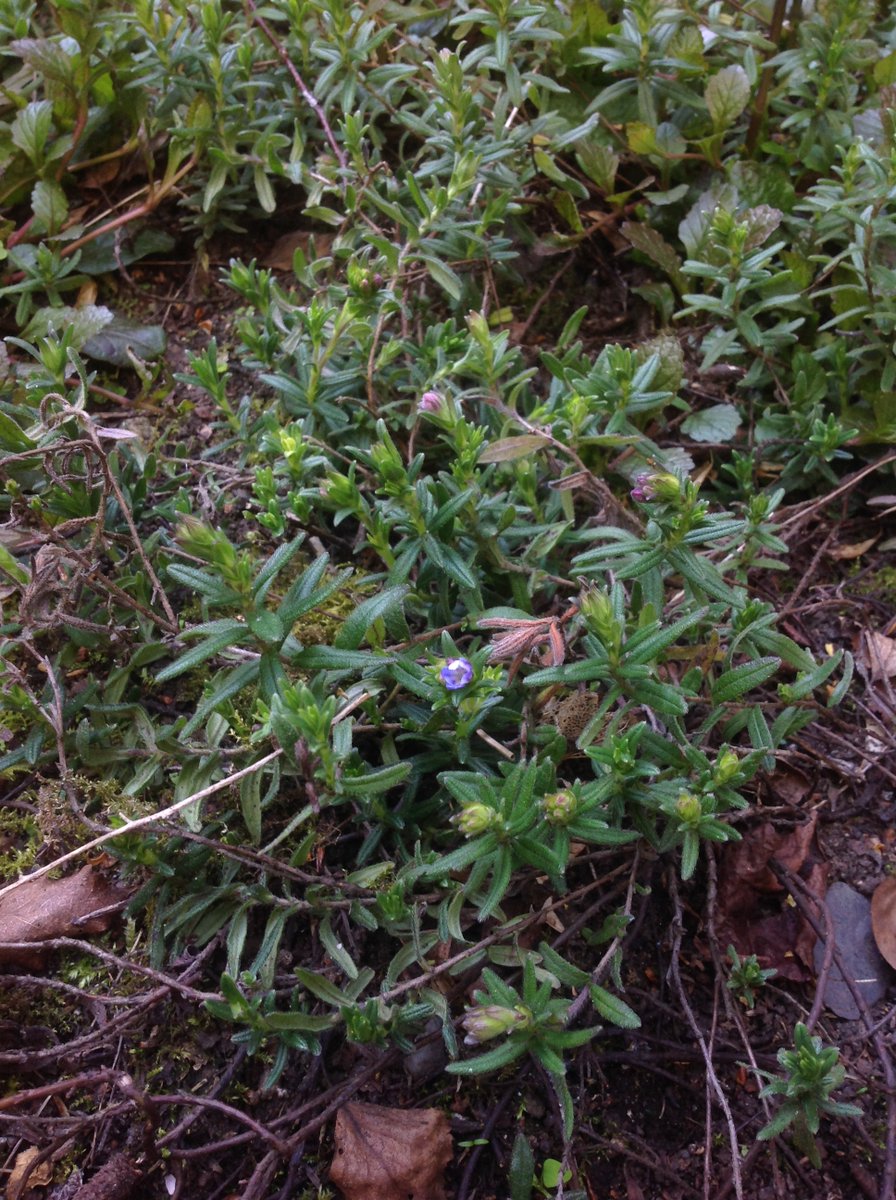 Bluebells beginning just to the back of Laburnum Howe. The world's straggliest lithodora beginning in Smolsneuk. I really wish I knew how to rein the latter in; when I pruned one in Birchby, I went in too hard trying to get it to sprout from further down & just killed it, damnit.