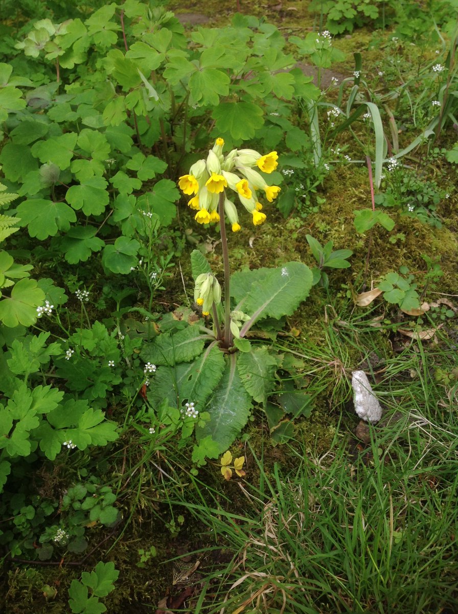 (Which is in pic 2 there, I meant to say). Then there& #39;s another big& #39;un on the edge of Laburnum Howe. I forgot the one in Birchby, which takes us to eleven in total, and there may well be other wee babies I& #39;ve overlooked.