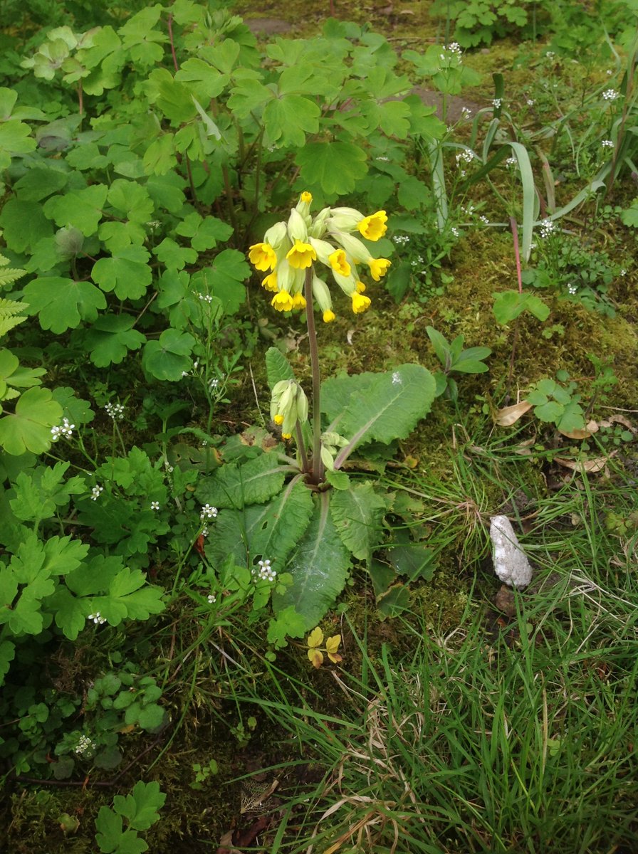 (Which is in pic 2 there, I meant to say). Then there's another big'un on the edge of Laburnum Howe. I forgot the one in Birchby, which takes us to eleven in total, and there may well be other wee babies I've overlooked.