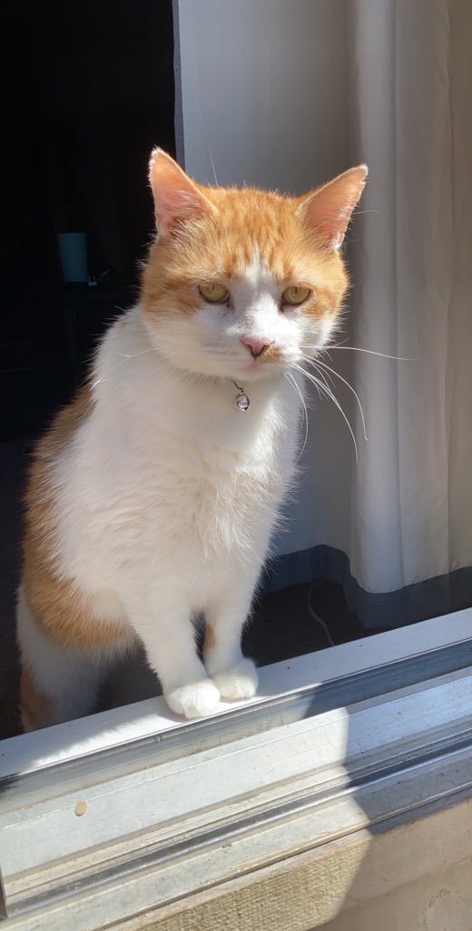 katarinacoins's tweet photo. Here’s Tuffy to change up your shitty timeline https://t.co/dX1mjoZJfY