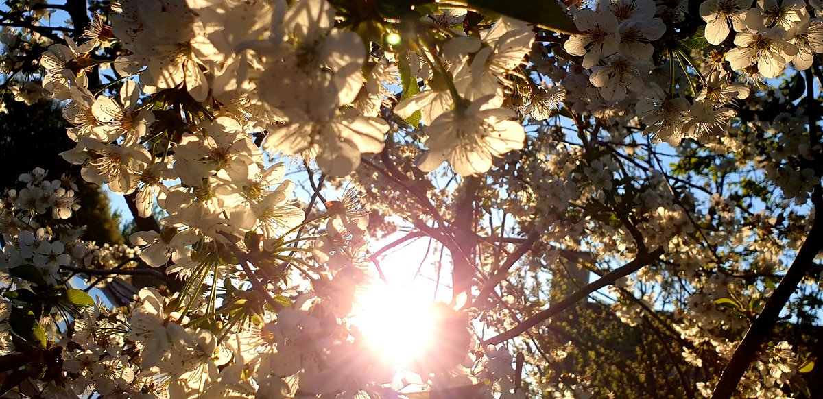 sophiecooper193's tweet image. #PositivePosts Caught the #Sun in the wild cherry #blossom in my #Somerset #garden.🌺🌳💚
Keep safe👍
#SolaceInNature #NaturalHealthService
@SomersetWT @GWandShows