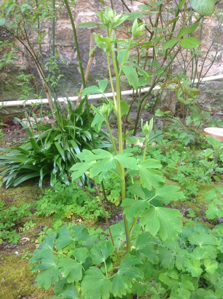 Some of the aquilegia is getting quite feisty now, throwing up its tall flower stems. Clearly the plants are loving this good stint of sunshine. I gave them all a good drink with the hose today, as we've had the odd shower, but not a good proper rain to slake their thirst.