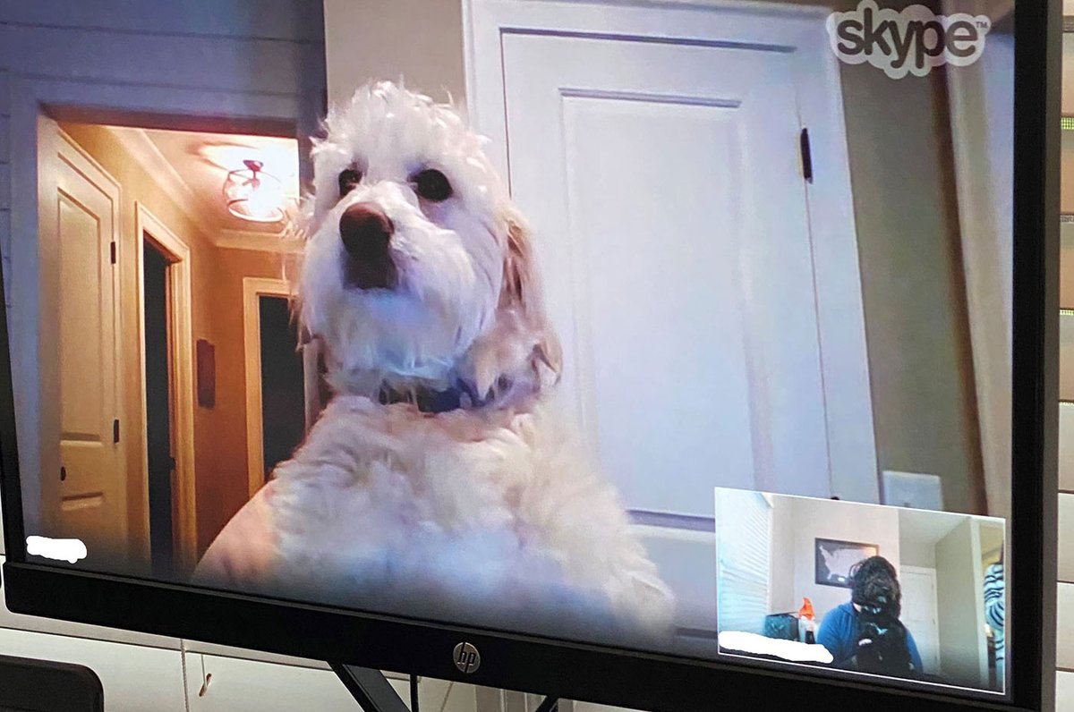 MarsPetcareUS's tweet photo. "Woof." Connections matter, even when the dog park is closed. Here's Holly, whose dad is our Associate Chris, having a video conference with Summer, whose mom is our Associate Kari. What do you think they talked about? 🤔 #PetsWorkAtHome https://t.co/EtsNBYxVrx