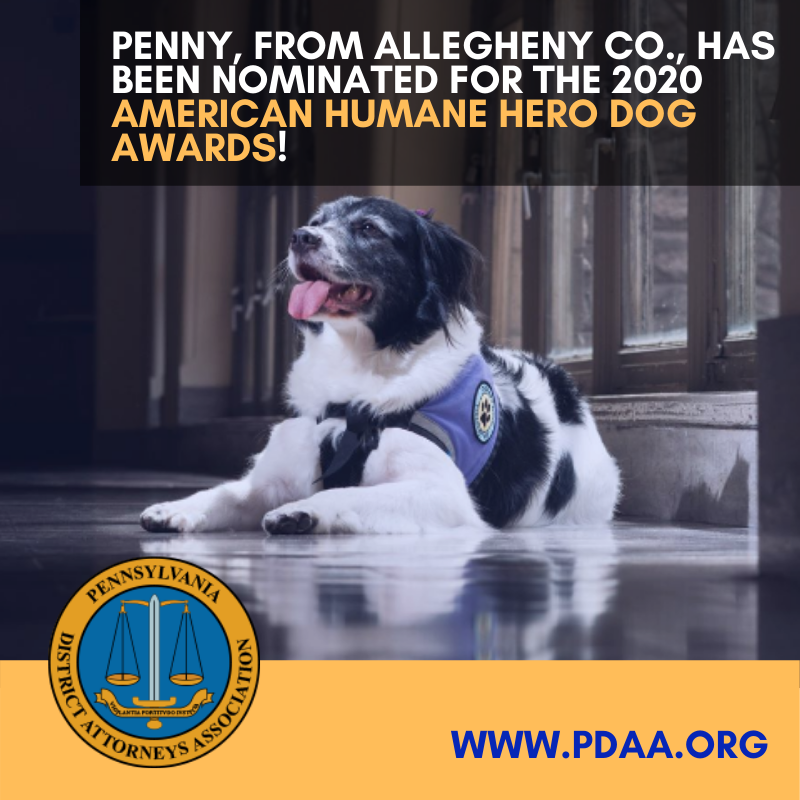 PennsylvaniaDAs's tweet photo. Good dog alert! Help us celebrate Allegheny County's support therapy hero Penny. She is being recognized for the amazing work she does with victims throughout Allegheny County. You can vote for her at ➡️ https://t.co/Qo2IVQGFU8 @AlleghenyCoDA https://t.co/OyAB6VIaPv