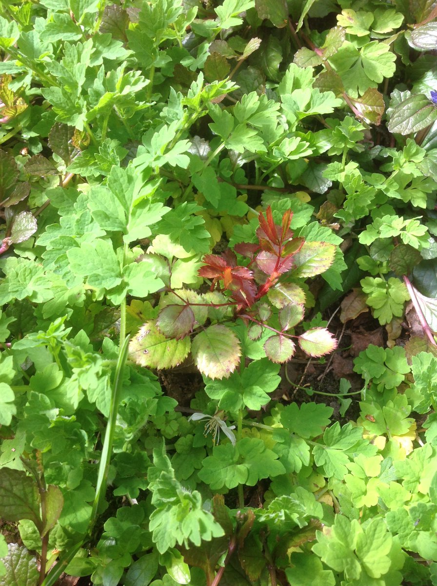 Also, I have discovered another wee wildling rose in Undercherry! Well away from the one under the hebe, so I gotta think now they're likely both self-seeded from somewhere. I do hope they end up flowering down the line, even if they're the least fancy roses ever. Wildlings FTW!