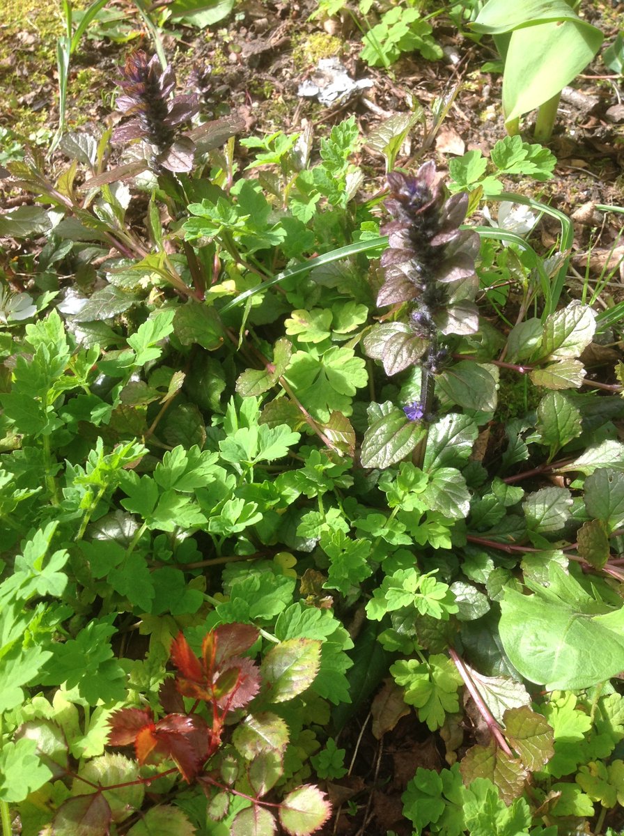 And ooh! what's that spot of blue behind it at the top right in that pic? Why it's never... could it be...? Yes, it's the first blooming flower on one inflorescence of one of the bugle! The bugle is coming! Sound the bugle for the bugle!I. Cannot. Wait. For the. Bugle.