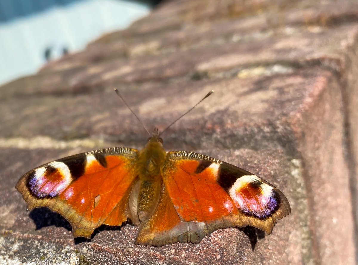TamarVedder's tweet photo. A butterfly to remind me even though we are apart. Your spirit is always with me, forever in my heart. 🧡 https://t.co/uhxBBQ8ELD