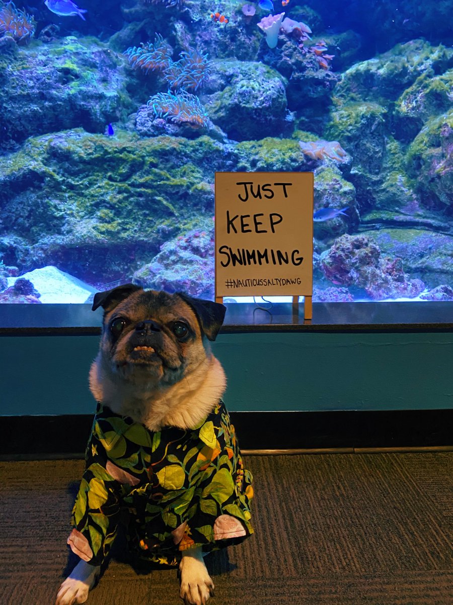 NauticusNorfolk's tweet photo. "Woah, we're half way there" 🎶 Remember to 𝕛𝕦𝕤𝕥 𝕜𝕖𝕖𝕡 𝕤𝕨𝕚𝕞𝕞𝕚𝕟𝕘 🐟 

.@jonbonjovi @theellenshow isn't he cute?

#NauticusSaltyDawg #BrutusKnowsBest https://t.co/YZ9zIRvbqi